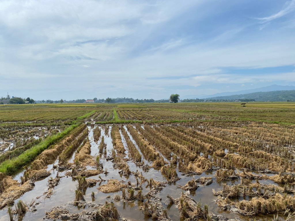 Lahan Persawahan Meunasah Bie